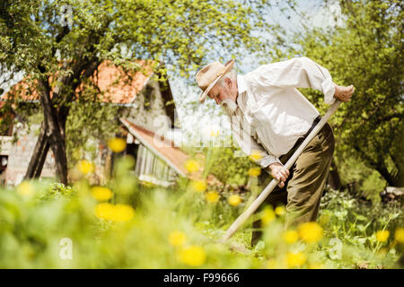 Alter Bauer mit einer Hacke Jäten im Garten Stockfoto