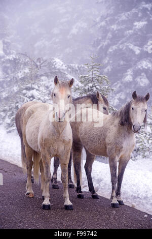 Gruppe von Hauspferden stehend auf dem verschneiten Lande des Giona Berg Fokida Region, Zentral-Griechenland Stockfoto