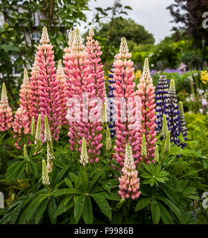 Gardening vertikale rosa Lupinen in einem Englischen Garten in Irland, Europa, Irish Cottage Garden, Vintage bunte Blumen vertikalen bunten Garten Stockfoto