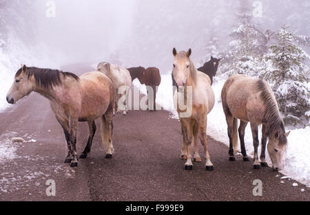 Gruppe von Hauspferden Grollen herum auf dem verschneiten Lande des Giona Berg Fokida Region, Zentral-Griechenland Stockfoto