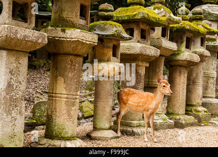 Sika-Hirsche und Stein-Laternen am Kasuga Taisha in Nara, Japan Stockfoto