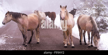 Gruppe von Hauspferden Grollen herum auf dem verschneiten Lande des Giona Berg Fokida Region, Zentral-Griechenland Stockfoto