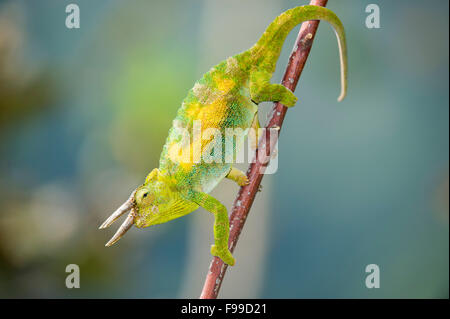 Ruwenzori drei gehörnten Chamäleon, Chamaeleo Johnstoni, Bwindi Impenetrable National Park, Uganda Stockfoto