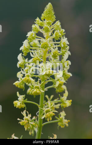 Wilde Mignonette (Reseda Lutea) Blütenstand.  Auf dem Causse de Gramat, viel Region, Frankreich. Mai. Stockfoto