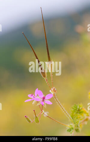 Gemeinsame Storksbill (Erodium Cicutarium) Pflanze mit Blüten und Samenkapseln. Causse de Gramat, viel Region, Frankreich. Mai. Stockfoto