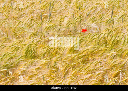 Klatschmohn (Papaver Rhoeas), einzelne Blume in einer Ernte von Hartweizen (Triticum Durum). Causse de Gramat, viel Region, Frankreich. Mai. Stockfoto