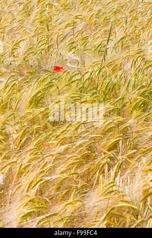 Klatschmohn (Papaver Rhoeas), einzelne Blume in einer Ernte von Hartweizen (Triticum Durum). Causse de Gramat, viel Region, Frankreich. Mai. Stockfoto