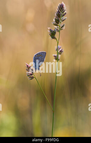 Gemeinsamen blauer Schmetterling (Polyommatus Icarus) Erwachsenen ruht auf einem Rasen Flowerhead. Causse de Gramat, Frankreich. Stockfoto