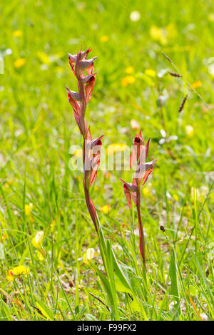 Lange Lippen Zunge Orchidee (Serapias Vomeracea) Blüte auf einer Wiese. Ariege Pyrenäen, Frankreich. Juni. Stockfoto