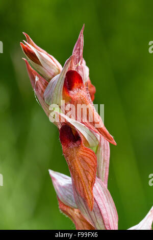 Lange Lippen Zunge Orchidee (Serapias Vomeracea) Blüte auf einer Wiese. Ariege Pyrenäen, Frankreich. Juni. Stockfoto