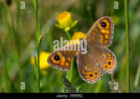 Große Wand braun Schmetterling (Lasiommata Maera) Erwachsenen Fütterung auf einer Wiese. Ariege Pyrenäen, Frankreich. Juni. Stockfoto