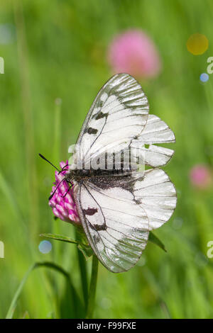 Getrübt, Apollo Schmetterling (Parnassius Mnemosyne) Erwachsenen Fütterung auf einer Wiese. Ariege Pyrenäen, Frankreich. Juni. Stockfoto