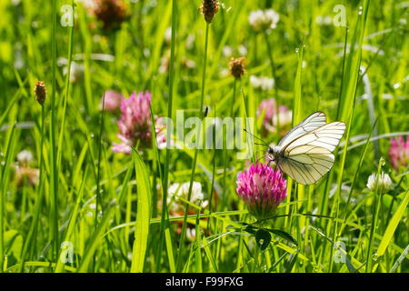 Schwarz geäderten weißer Schmetterling (Aporia Crataegi) Erwachsene ernähren sich von Rotklee (Trifolium Pratense) auf einer Wiese. Ariege Pyrenäen. Stockfoto