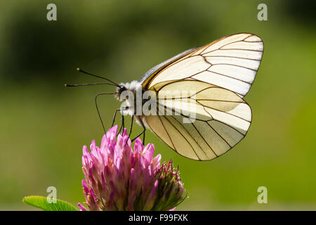 Schwarz geäderten weißer Schmetterling (Aporia Crataegi) Erwachsene ernähren sich von Rotklee (Trifolium Pratense) auf einer Wiese. Ariege Pyrenäen. Stockfoto