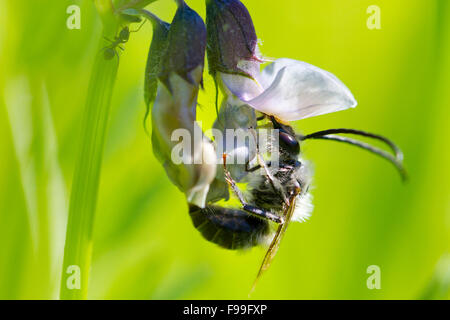 Langen Hörnern Bee (Eucera SP.) Männchen ernähren sich von einer Blume Bush Wicke (Vicia Sepium). Ariege Pyrenäen, Frankreich. Juni. Stockfoto