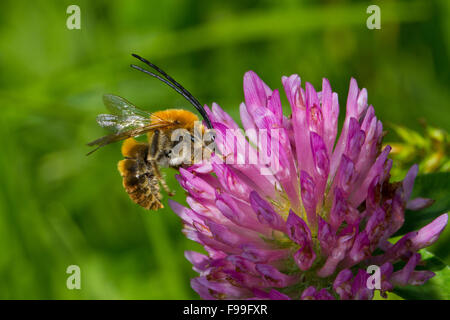 Langen Hörnern Bee (Eucera SP.) Männchen ernähren sich von einer Blume Rot-Klee (Trifolium Pratense). Ariege Pyrenäen, Frankreich. Juni. Stockfoto