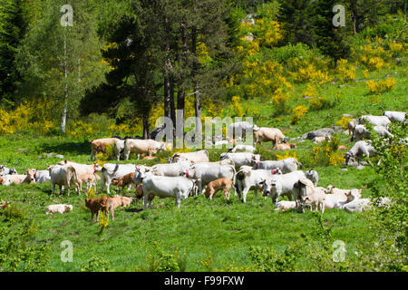 Hausrind. Gascon Rinderherde in einer Alm. Ariege Pyrenäen, Frankreich. Juni. Stockfoto