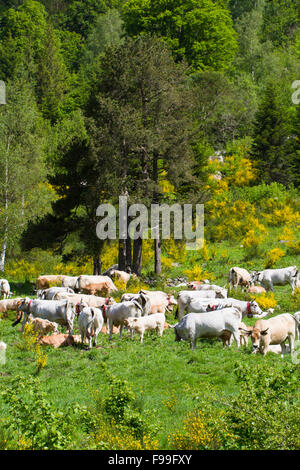 Hausrind. Gascon Rinderherde in einer Alm. Ariege Pyrenäen, Frankreich. Juni. Stockfoto