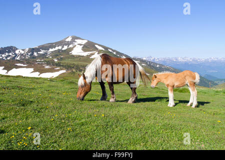 Pferderasse Comtois, aufgezogen für Fleisch, Stute und Fohlen an der Spitze des Col de Pailhères, Ariege Pyrenäen, Frankreich. Juni. Stockfoto