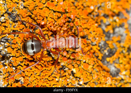 Blutrote Slave – Making Ameisen (Formica sanguineaund) Erwachsenen Arbeiter auf Flechten. Ariege Pyrenäen, Frankreich. Juni. Stockfoto