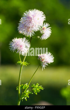 Größere Wiesenraute (Thalictrum Aquilegifolium) Blumen.  Ariege Pyrenäen, Frankreich. Juni. Stockfoto