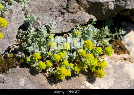 Felty oder Gold Gamander (Teucrium Polium Aureum) Blüte. In Kalkstein Felsspalte wachsen. Ariege Pyrenäen, Frankreich. Juni. Stockfoto