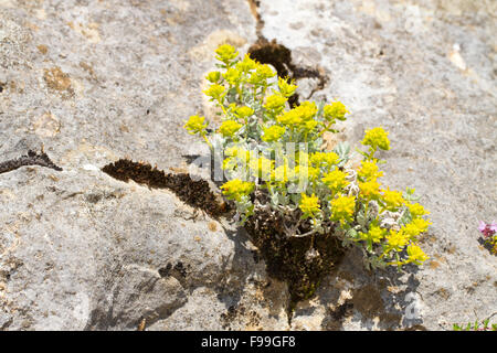 Felty oder Gold Gamander (Teucrium Polium Aureum) Blüte. In Kalkstein Felsspalte wachsen. Ariege Pyrenäen, Frankreich. Juni. Stockfoto