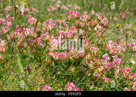 Niere Wicke (Anthyllis Vulneraria) Rosa blühenden Form Blüte. Ariege Pyrenäen, Frankreich. Juni. Stockfoto