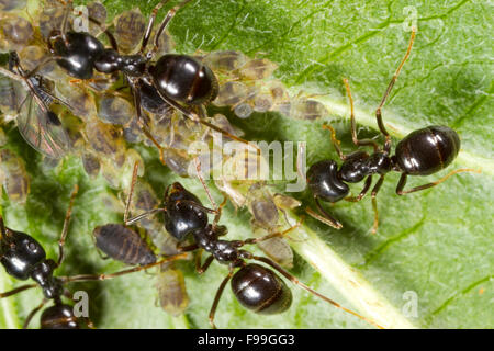 Jet Black Ant (Lasius Fuliginosus) Erwachsene Arbeitnehmer tendenziell Blattläuse auf ein Weidenblatt. Ariege Pyrenäen, Frankreich. Juni. Stockfoto