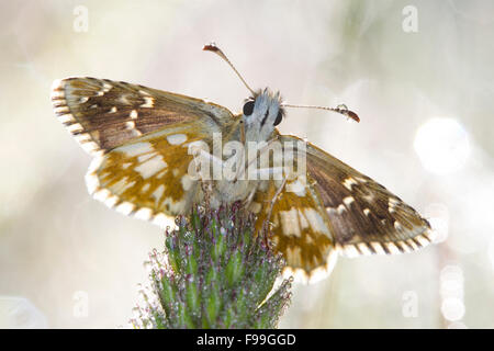 Oberthur des ergrauten Skipper (Pyrgus Armoricanus) Erwachsenen Schmetterling auf einem taufrischen Morgen sonnen. Aude, französische Pyrenäen Frankreich, Juni. Stockfoto