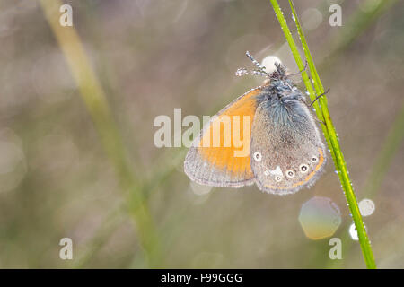 Kastanie Heide (Coenonympha Glycerion) Erwachsenen Schmetterling unter Gräser an einem taufrischen Morgen. Aude, französische Pyrenäen Frankreich, Juni. Stockfoto