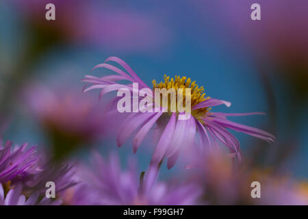 Alpine Astern (Aster Alpinus) blüht. Aude Pyrenäen, Frankreich. Juni. Stockfoto