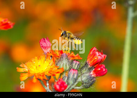 Patchwork Blatt-Cutter Bee (Megachile Centuncularis) erwachsenes Weibchen im Flug nach der Fütterung auf Orange Habichtskraut. Stockfoto