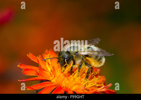 Rote Mauerbiene (Osmia Bicornis) Erwachsenfrau Fütterung auf Orange Habichtskraut (Gruppe Aurantiaca) Blumen. Powys, Wales, Juni. Stockfoto