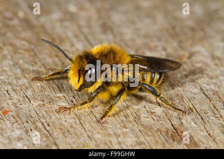 Patchwork Blatt-Cutter Bee (Megachile Centuncularis) Männchen ruht auf Holz. Powys, Wales. Juli. Stockfoto