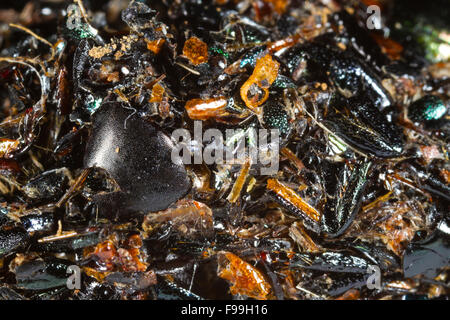 Nahaufnahme einer AAS-Krähe (Corvus Corone) regurgitated Pellet bestehend aus Käfer bleibt. Powys, Wales, Juni. Stockfoto