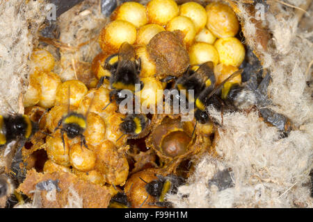 Buff-tailed Hummel (Bombus Terrestris) Nest mit Arbeitsbienen. Powys, Wales, Juli. Stockfoto