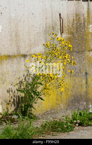 Rough Hawksbeard (Crepis Biennis) Pflanze blüht, wächst an der Basis einer Betonwand auf einem Bauernhof. Powys, Wales, Juli. Stockfoto