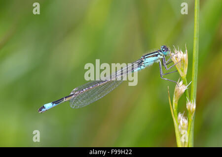 Blau-tailed Damselfly (Ischnura Elegans) Erwachsenfrau ruht auf einem Ansturm Stiel. Powys, Wales. Juli. Stockfoto
