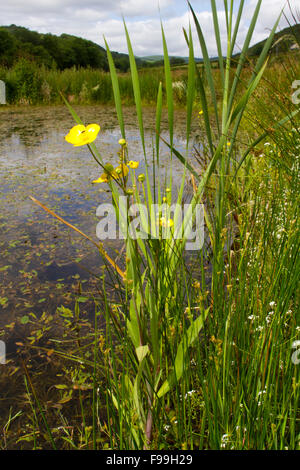 Große Spearwort (Ranunculus Lingua) neben einem Bauernhof Teich blühen. Powys, Wales, Juli. Stockfoto