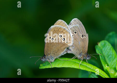 Ringel (Aphantopus Hyperantus) Erwachsenen Schmetterlinge Paarung. Powys, Wales. Juli. Stockfoto