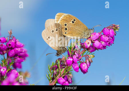 Ringel (Aphantopus Hyperantus) Erwachsenen Schmetterlinge Paarung auf Blüte Bell Heidekraut (Erica Cineria). Powys, Wales, Juli. Stockfoto