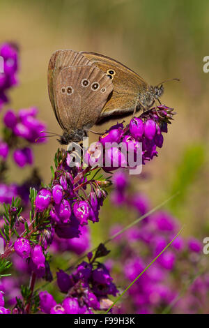 Ringel (Aphantopus Hyperantus) Erwachsenen Schmetterlinge Paarung auf Blüte Bell Heidekraut (Erica Cineria). Powys, Wales, Juli. Stockfoto