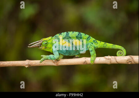 Ruwenzori drei gehörnten Chamäleon, Chamaeleo Johnstoni, Bwindi Impenetrable National Park, Uganda Stockfoto