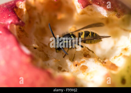 Gemeinsamen Wespe Vespula Vulgaris ernähren sich von Zucker aus ein fauler Apfel Garten Stockfoto