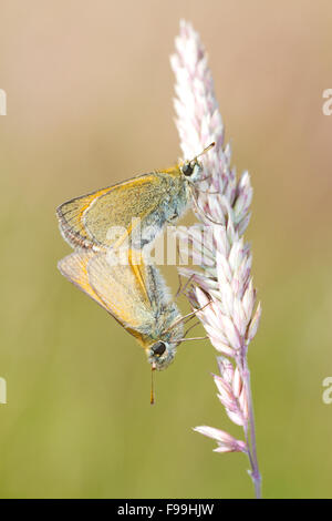 Kleine Skipper (Thymelicus Sylvestris) Erwachsenen Schmetterlinge Paarung auf einem Rasen pirschen. Powys, Wales. Juli. Stockfoto