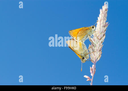 Kleine Skipper (Thymelicus Sylvestris) Erwachsenen Schmetterlinge Paarung auf einem Rasen pirschen. Powys, Wales. Juli. Stockfoto