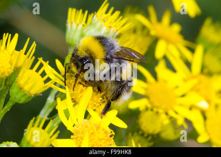 White-tailed Hummel (Bombus Lucorum) Männchen ernähren sich von gemeinsamen Ragwot (Senecio Jacobaea) Blumen. Carmarthen, Wales, Juli. Stockfoto