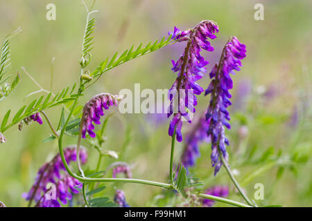 Getuftete Wicke (Vicia Cracca) Blüte. Powys, Wales. Juli. Stockfoto