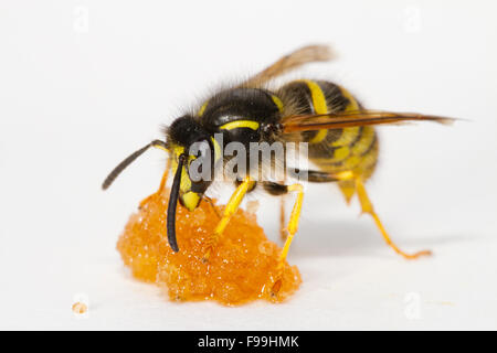 Baum-Wasp (Dolicovespula Sylvestris) Erwachsene Arbeitnehmer ernähren sich von Honig vor einem weißen Hintergrund. Powys, Wales, August. Stockfoto